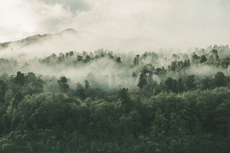 Dense, green woodland in low-lying cloud