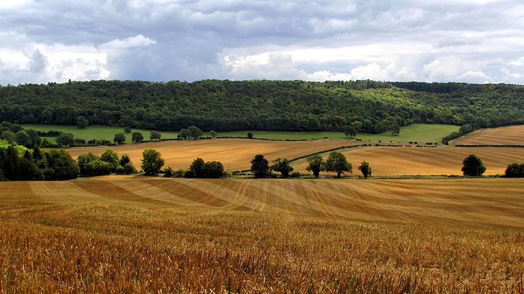 Fields of golden crops sit in front of a dark green woodland, below a cloudy sky