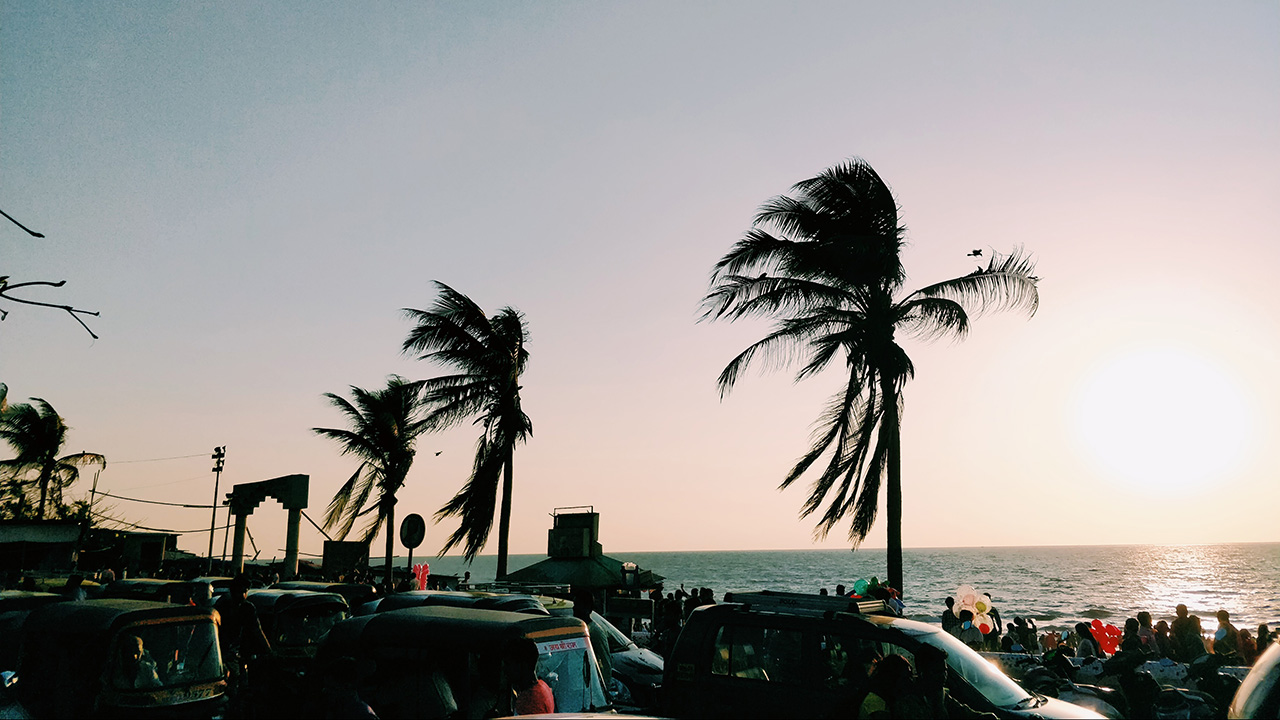 Tall palm trees sway in strong winds along the coastline