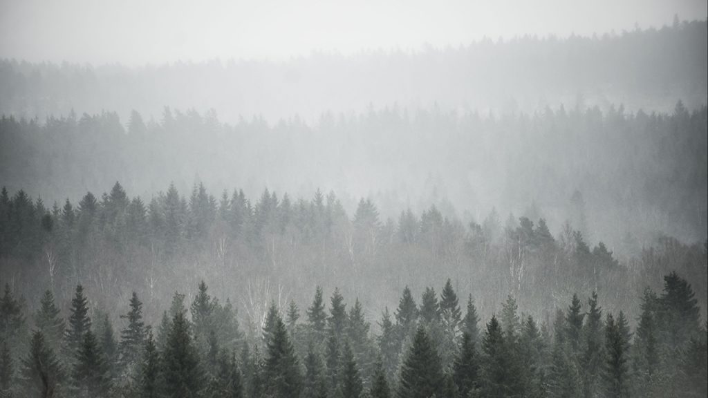 Vast forest masked by thick, white fog
