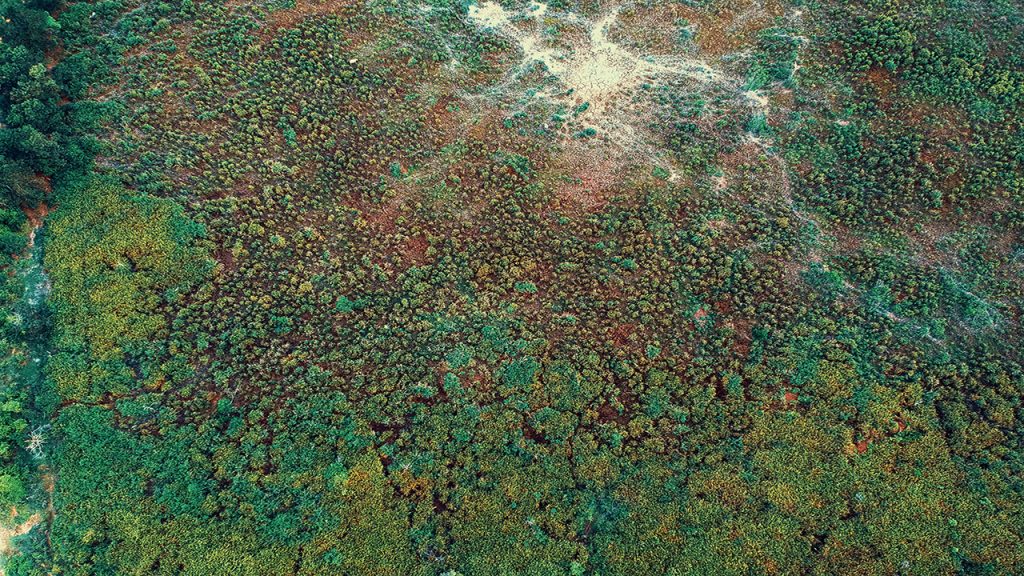 aerial view of green vegetation and brown dry land