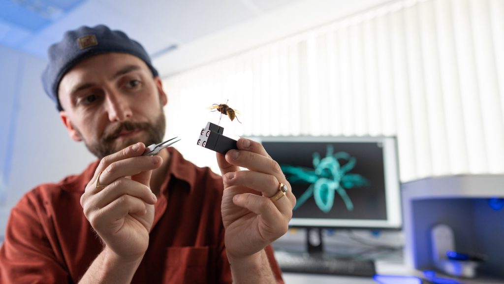 Person wearing flat cap and red shirt inspects a flying insect specimen in a laboratory