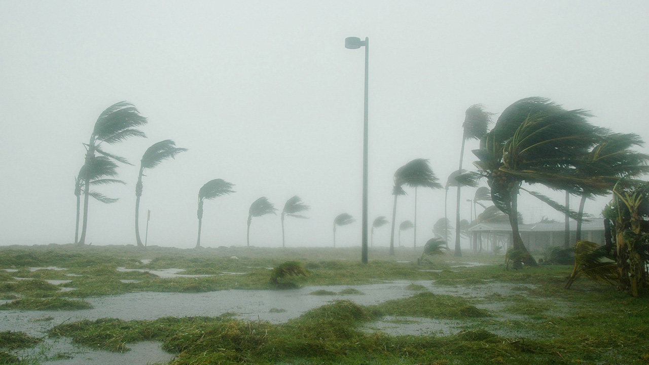 Tall palm trees bend under severe winds