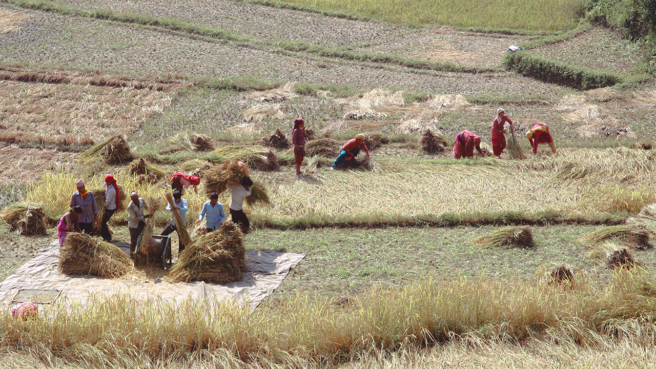 People harvesting crops in sunny weather