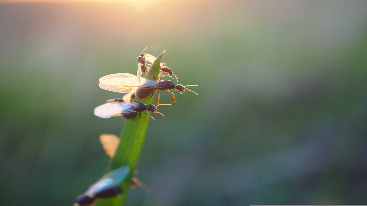 Close-up of winged ants cling to blade of grass. Orange sun blurred in background.