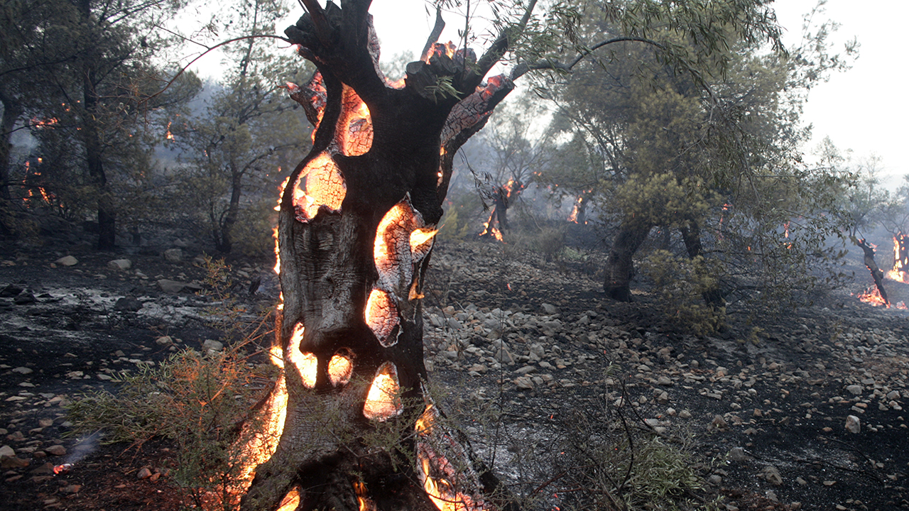 A burning olive tree, with blackened stony ground underneath and surrounded by other olive trees on fire