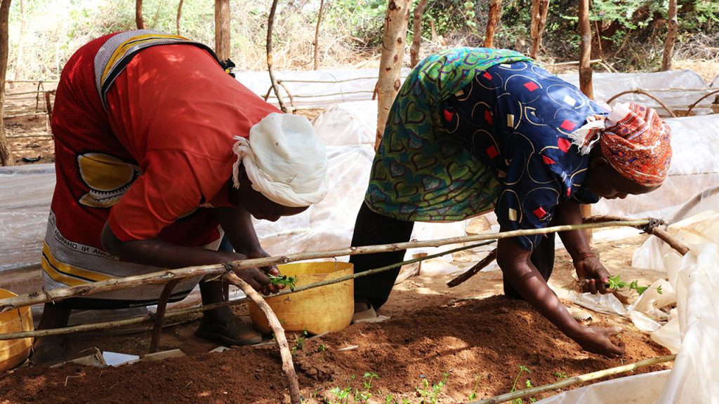 Two people planting seedlings into a raised bed in a tree nursery in Kenya.