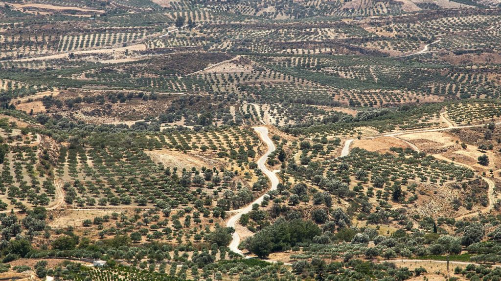 Fields of small green trees growing out of parched light sandy coloured soil