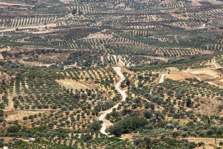 Fields of small green trees growing out of parched light sandy coloured soil