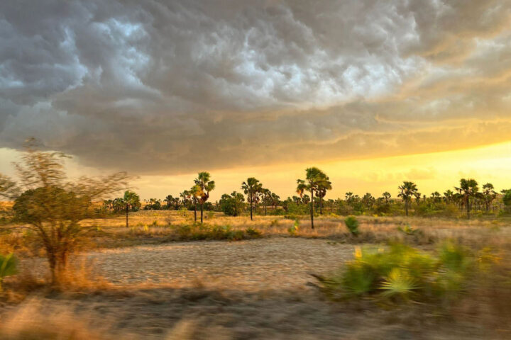 Orange sunset with dark grey clouds in sky above sandy, brown grass with trees and bushes.