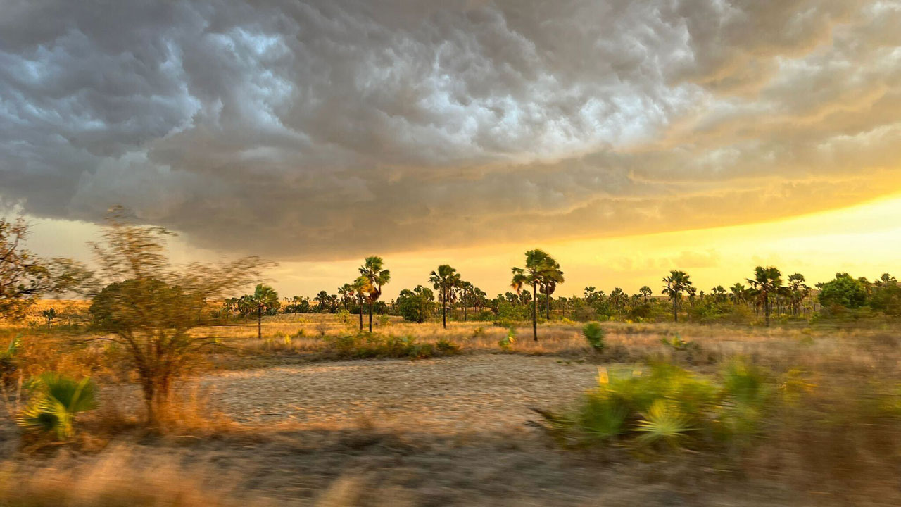 Orange sunset with dark grey clouds in sky above sandy, brown grass with trees and bushes.