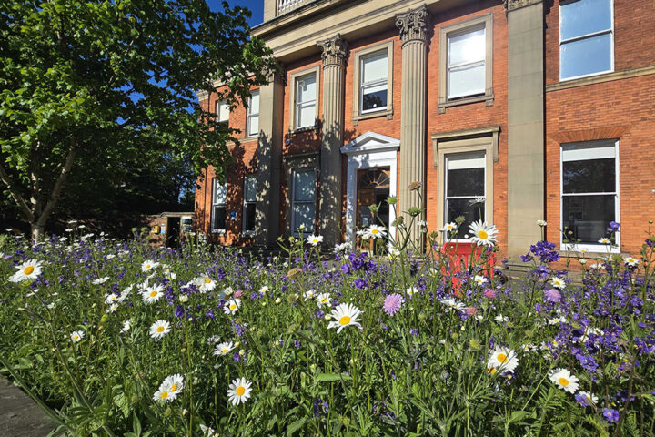Wildflowers in front of a grand red brick building