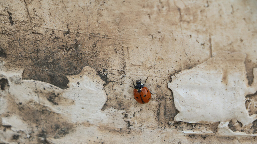 Ladybird on a beige cracked wall