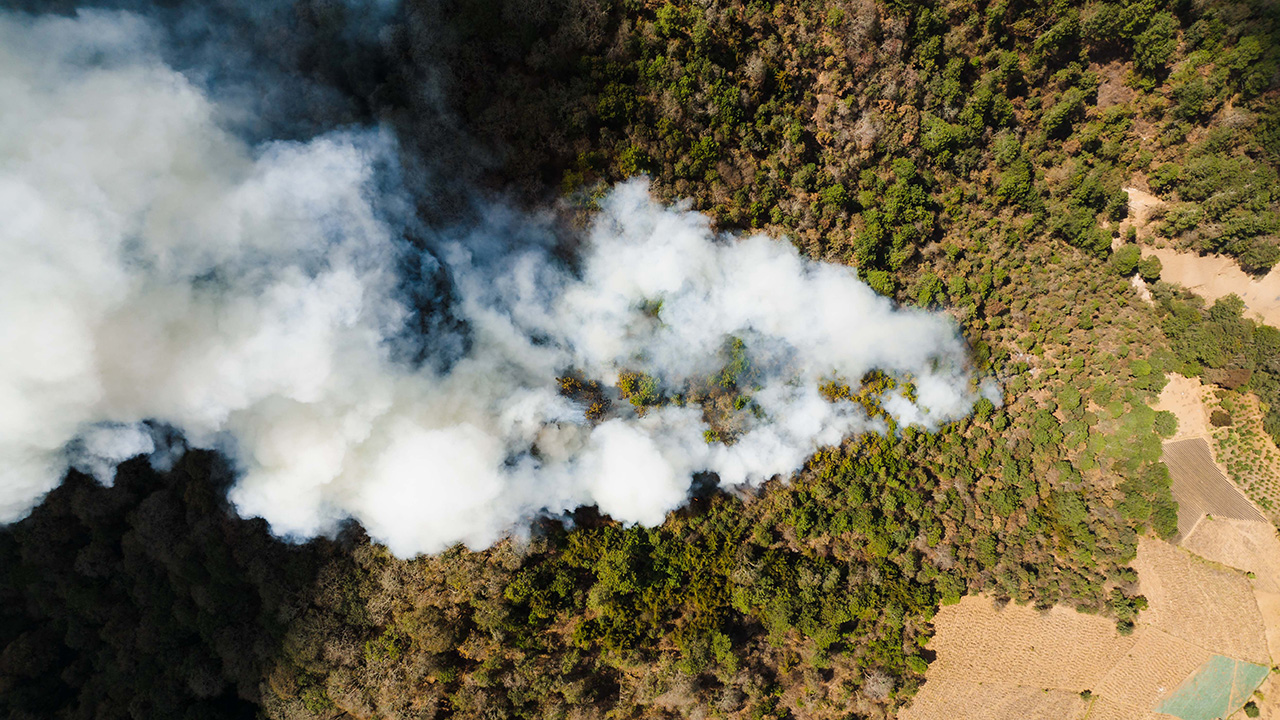 An aerial view of wildfire smoke plume rising out of a forest.
