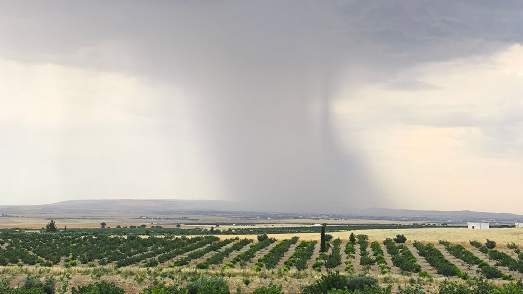 Fields of crops with a large rain storm in the sky in the distance,