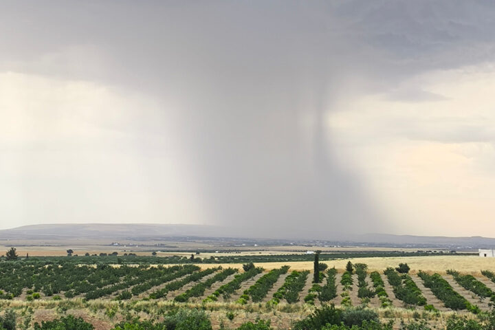 Fields of crops with a large rain storm in the sky in the distance,